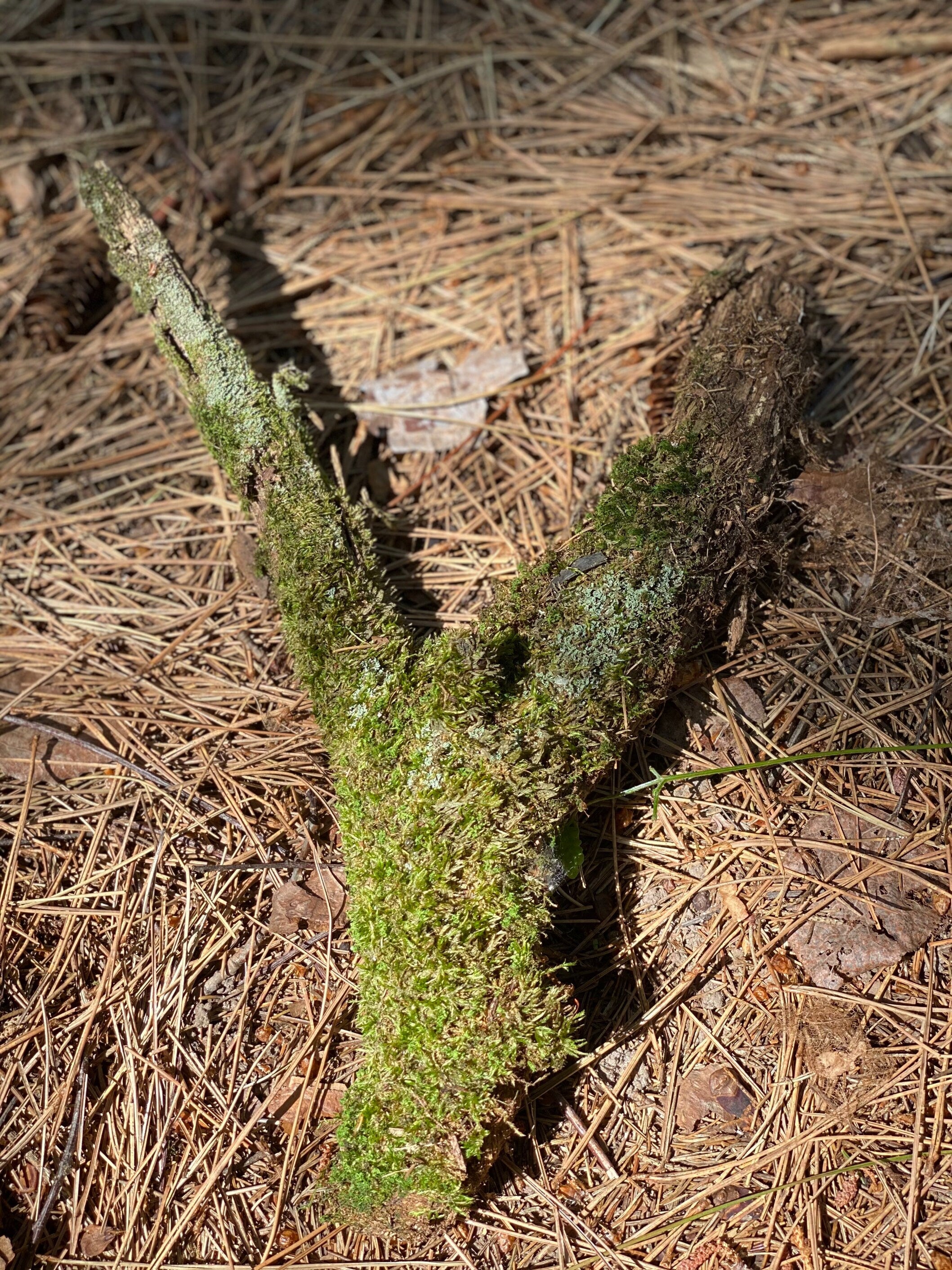 Moss Covered Log, Mossy Log, 13 Inches Long by 4 Inches Wide and 3 Inches High