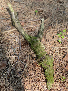 Moss Covered Log, Mossy Log, 17 Inches Long by 2 Inches Wide and 2 Inches High