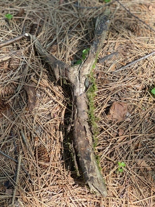 Moss Covered Log, Mossy Log, 17 Inches Long by 2 Inches Wide and 2 Inches High