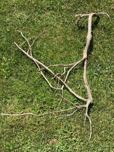 Natural Root, Roots from Ground, Frog Playground, Approximately 31 Inches Long x 23 Inches Wide x About 1 Inches High