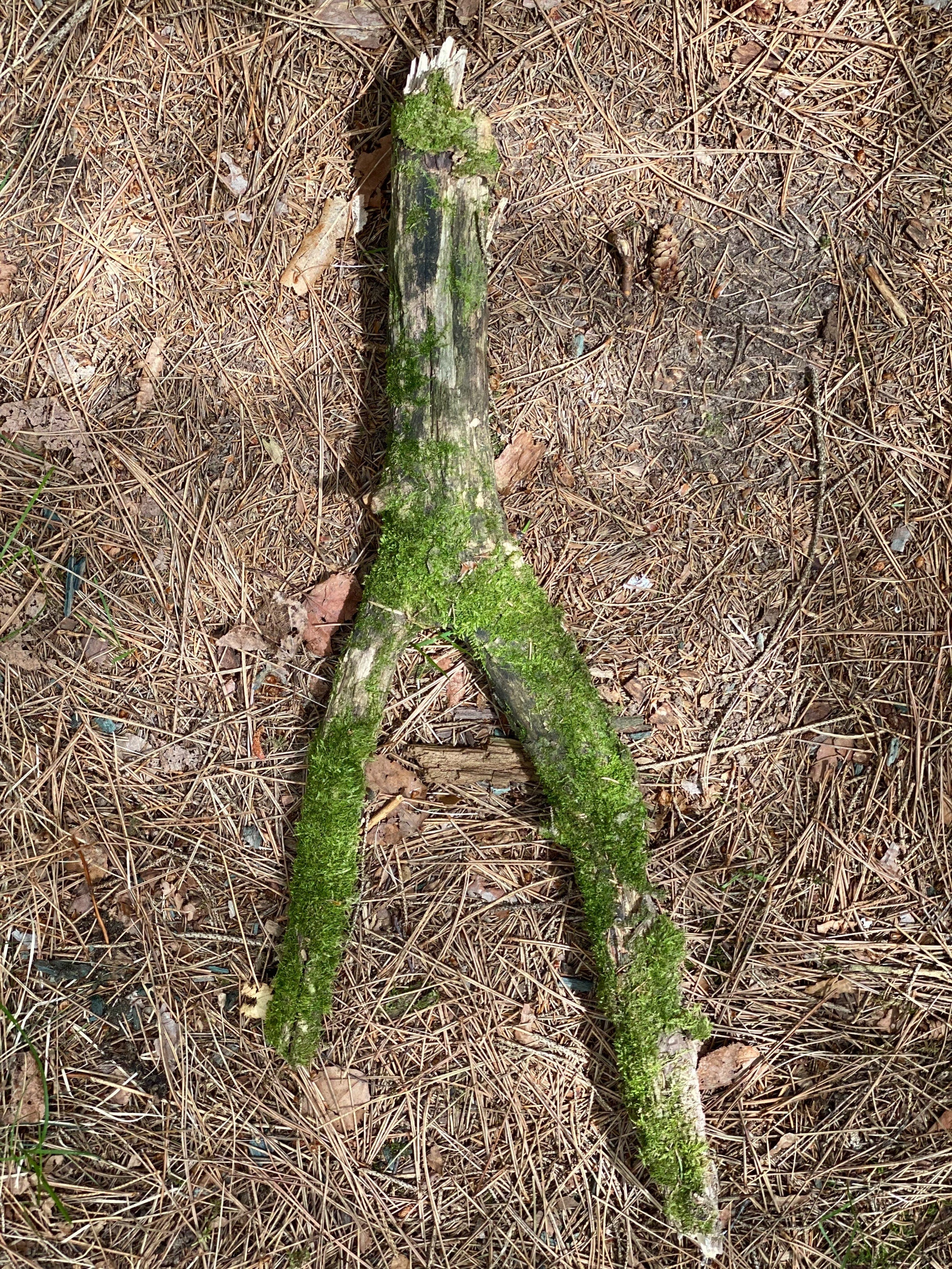 Moss Covered Y-Shaped Log, Mossy Log, 24 Inches Long by 2 Inches Wide and 1 Inch High