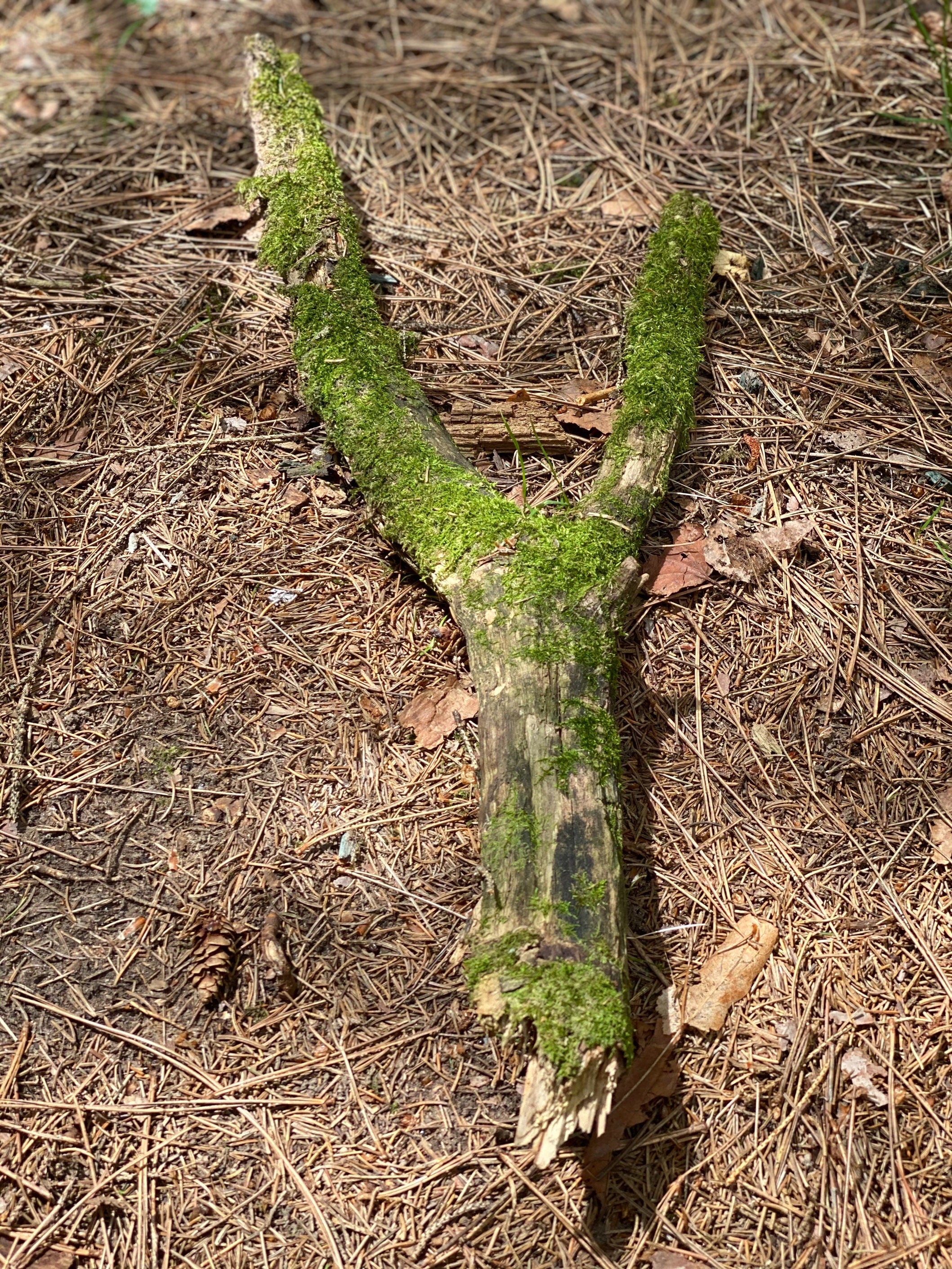 Moss Covered Y-Shaped Log, Mossy Log, 24 Inches Long by 2 Inches Wide and 1 Inch High