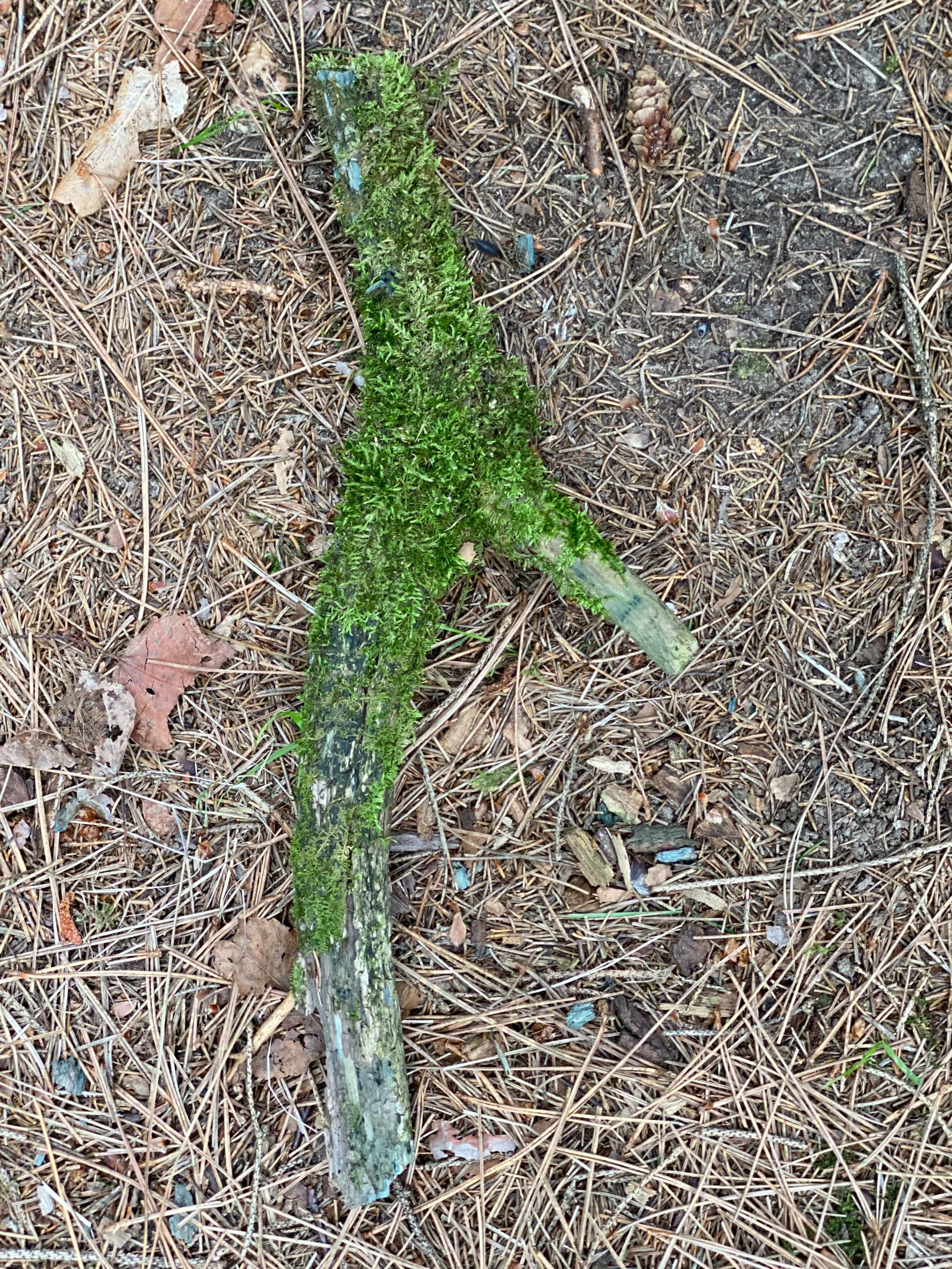 Moss Covered Log, Mossy Log, 14 Inches Long by 1 Inch Wide and 1 Inch High