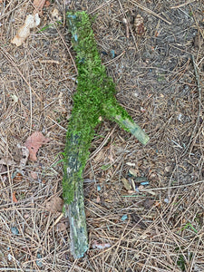 Moss Covered Log, Mossy Log, 14 Inches Long by 1 Inch Wide and 1 Inch High