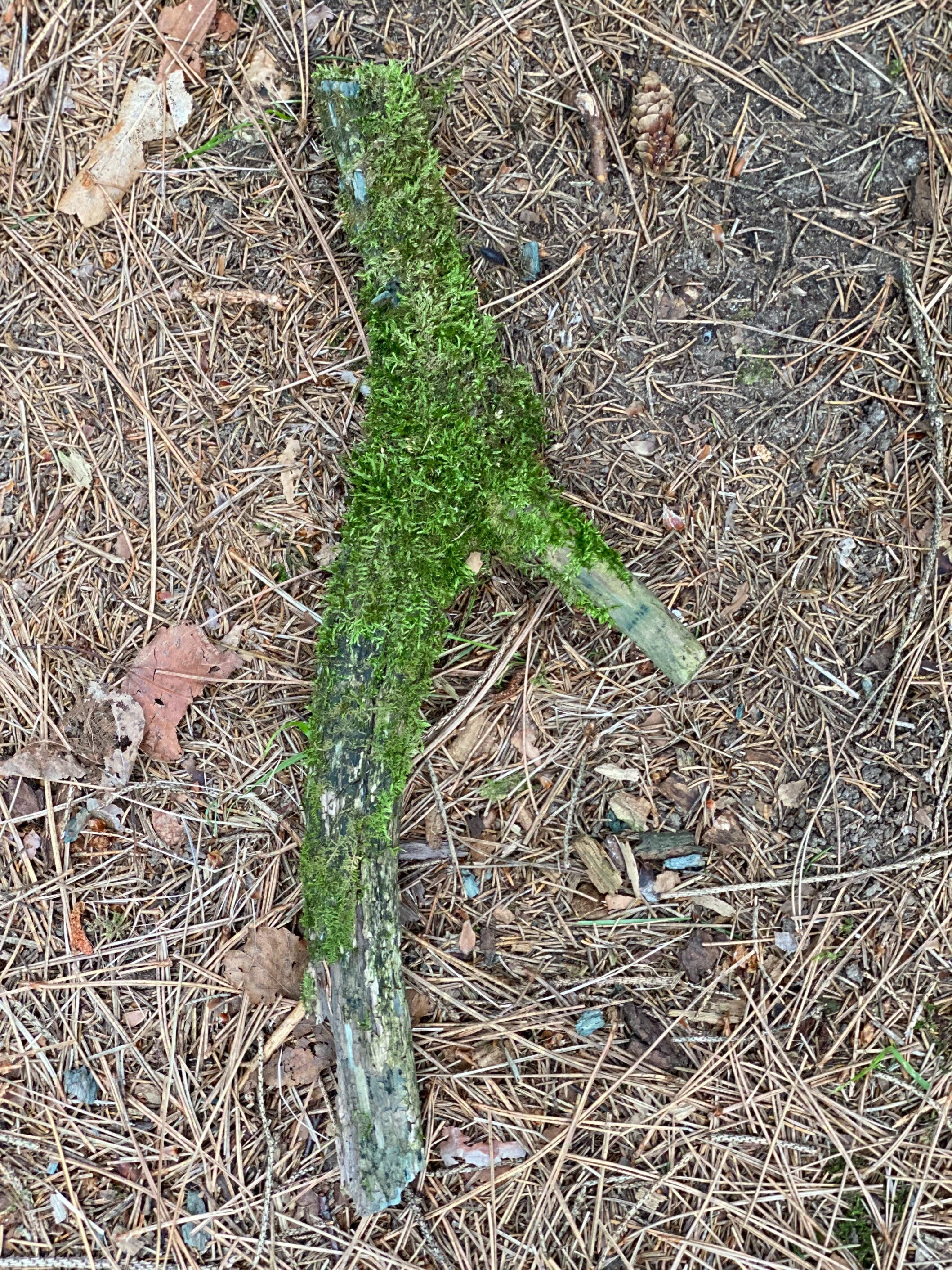 Moss Covered Log, Mossy Log, 14 Inches Long by 1 Inch Wide and 1 Inch High