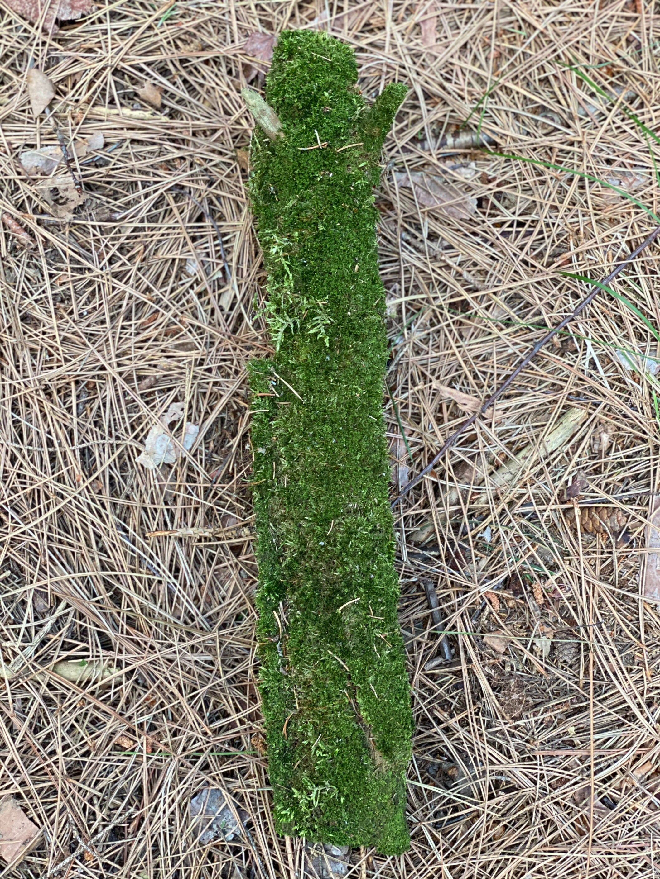 Moss Covered Log, Mossy Log, 17 Inches Long by 3 Inches Wide and 2 Inches High