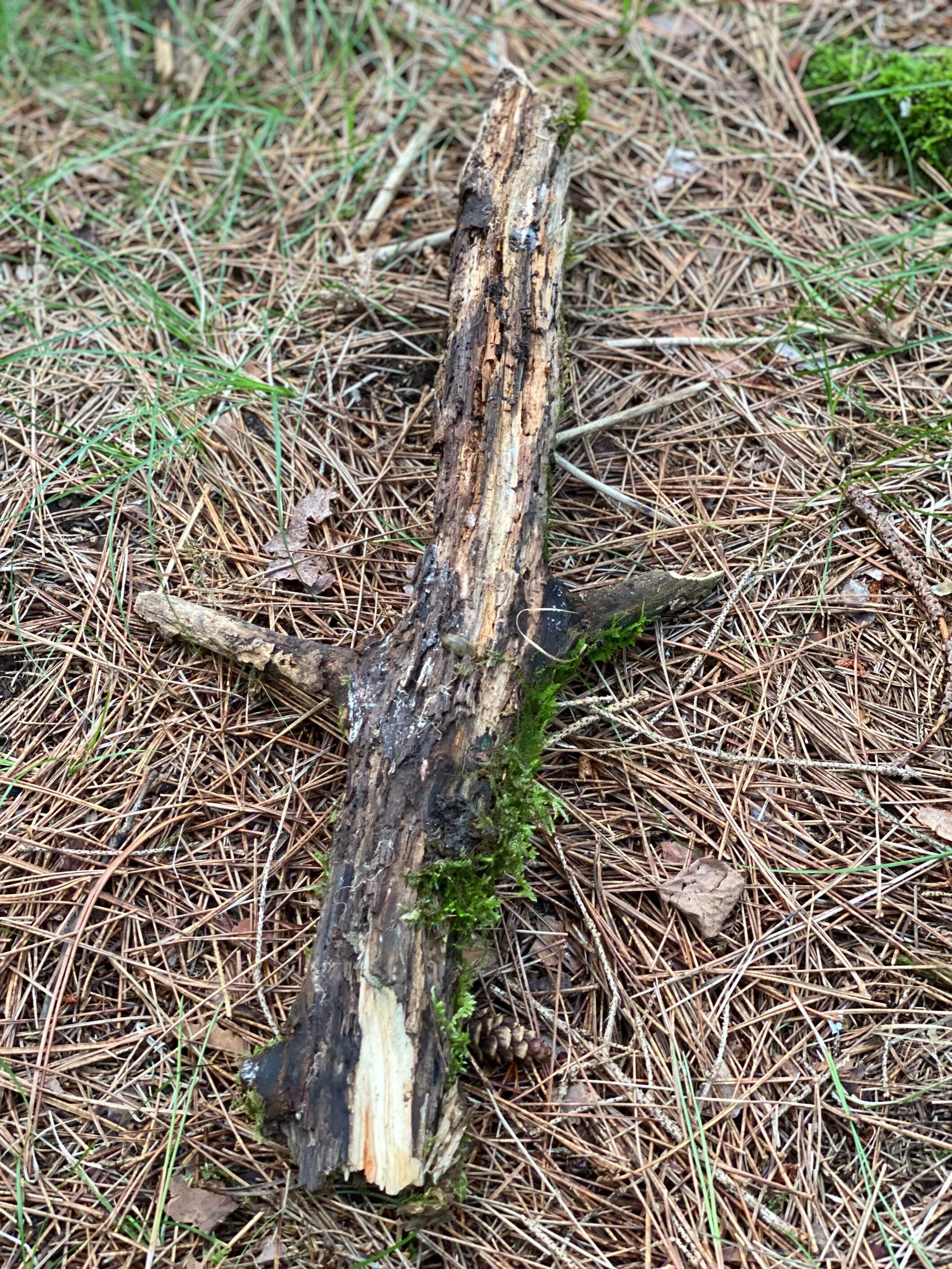 Moss Covered Log, Mossy Log, 19 Inches Long by 9 Inches Wide and 2 Inches High