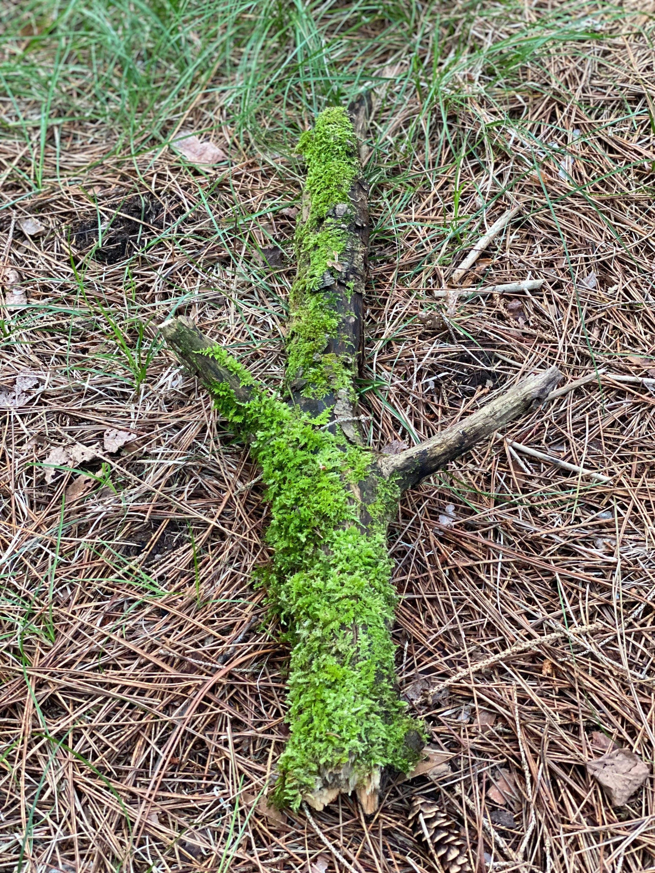 Moss Covered Log, Mossy Log, 19 Inches Long by 9 Inches Wide and 2 Inches High