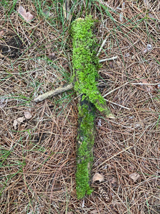 Moss Covered Log, Mossy Log, 19 Inches Long by 9 Inches Wide and 2 Inches High