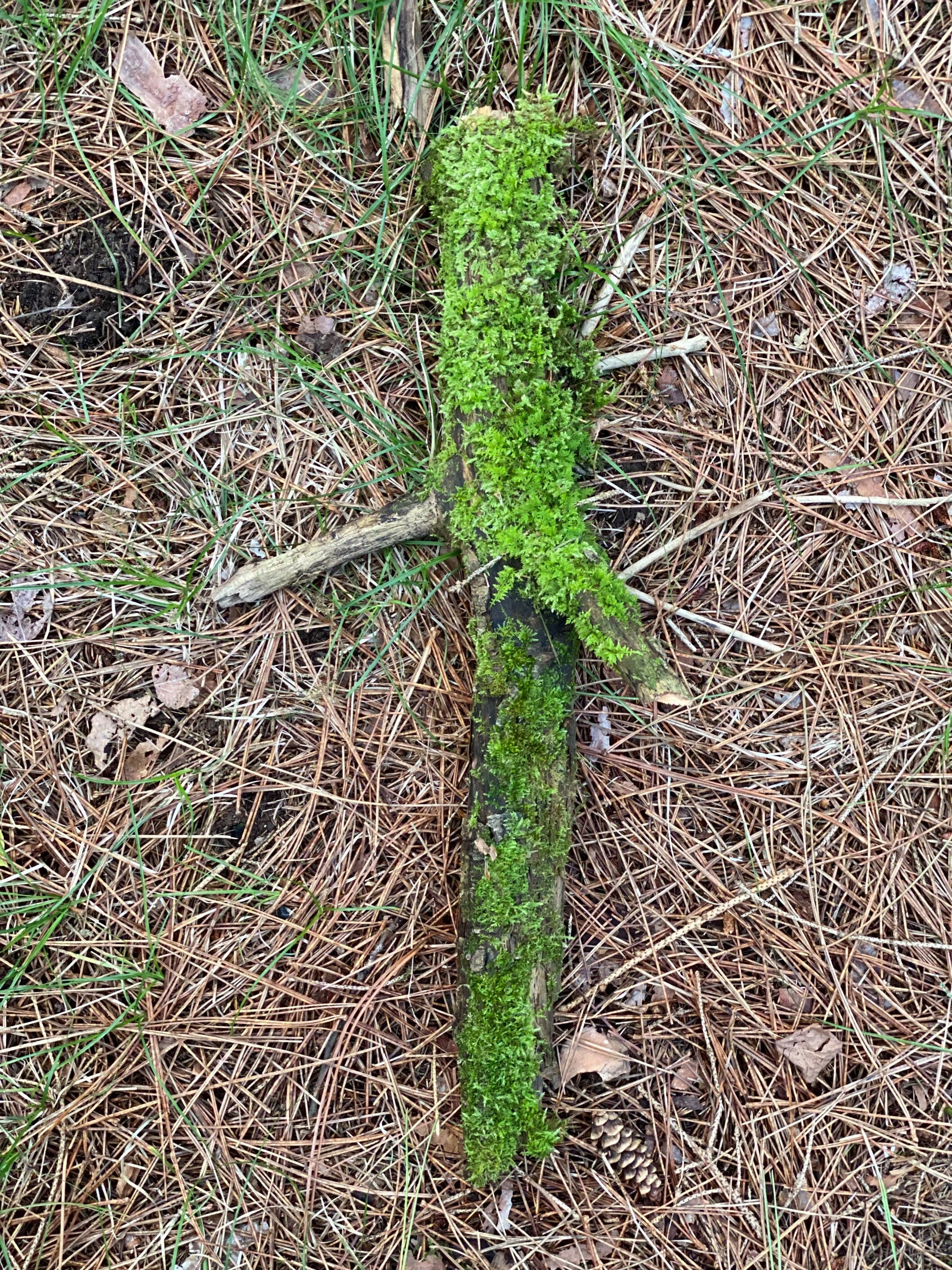 Moss Covered Log, Mossy Log, 19 Inches Long by 9 Inches Wide and 2 Inches High