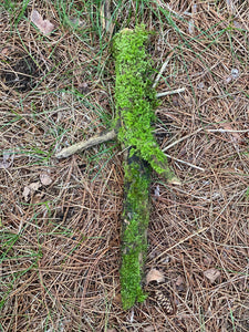 Moss Covered Log, Mossy Log, 19 Inches Long by 9 Inches Wide and 2 Inches High