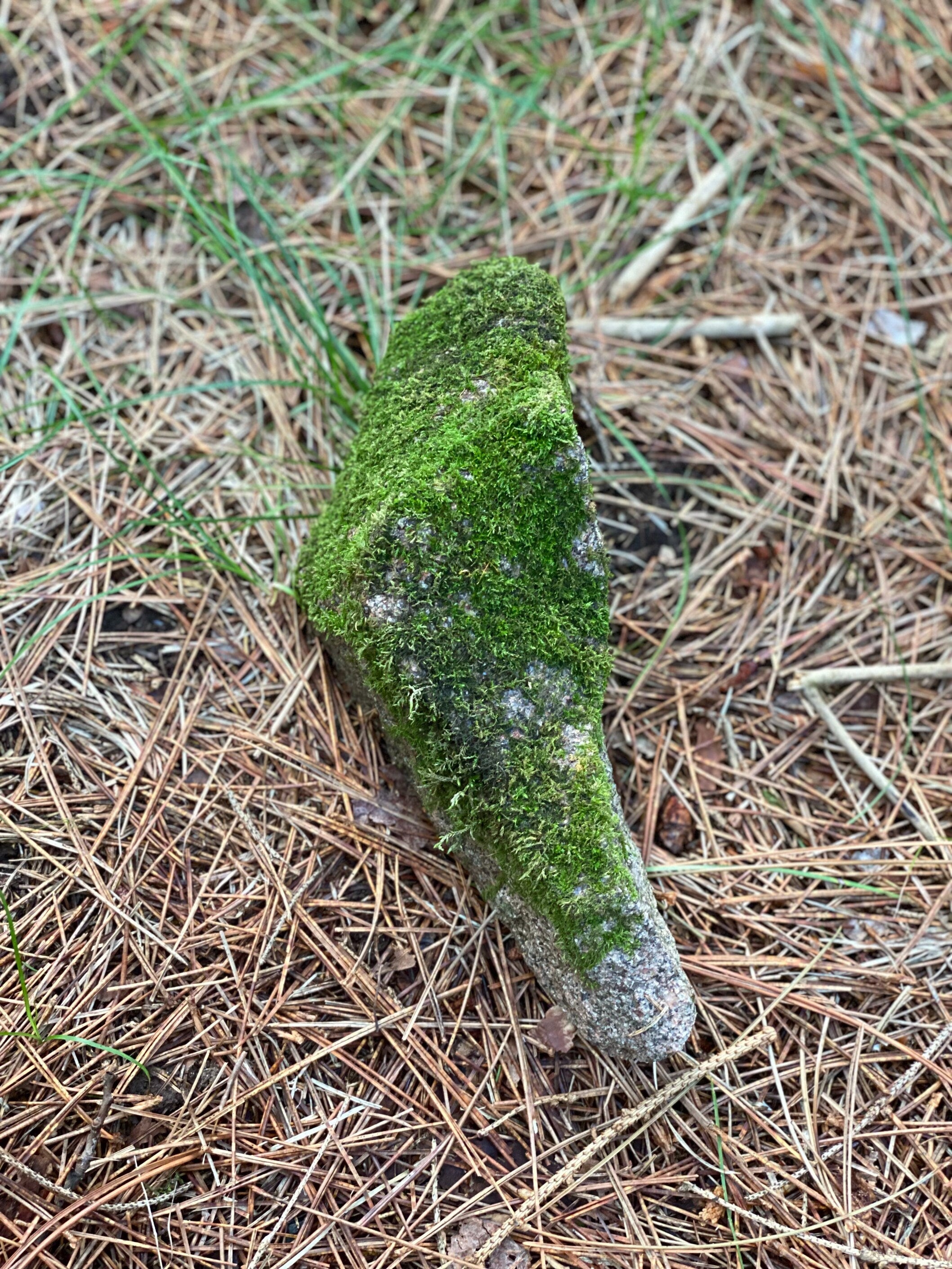 Live Moss Covered Rock, Triangle-Shaped Mossy Rock, Approximately 10 x 4 x 3 Inches