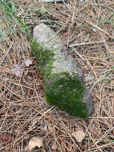 Live Moss Covered Rock, Triangle-Shaped Mossy Rock, Approximately 10 x 4 x 3 Inches