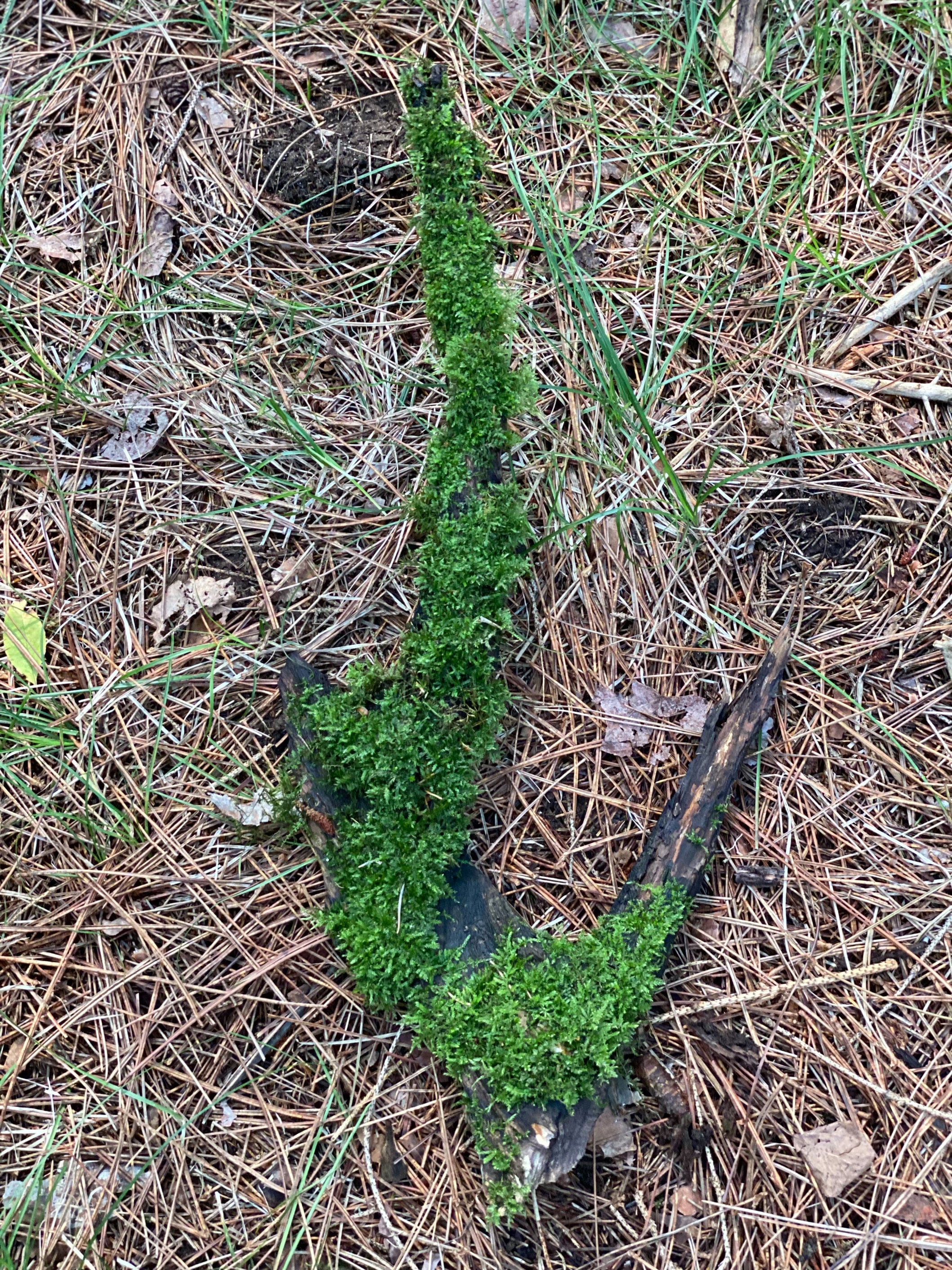 Moss Covered Log, Mossy Log, 18 Inches Long by 8 Inches Wide and 2 Inches High