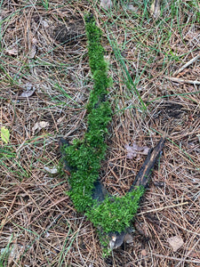 Moss Covered Log, Mossy Log, 18 Inches Long by 8 Inches Wide and 2 Inches High