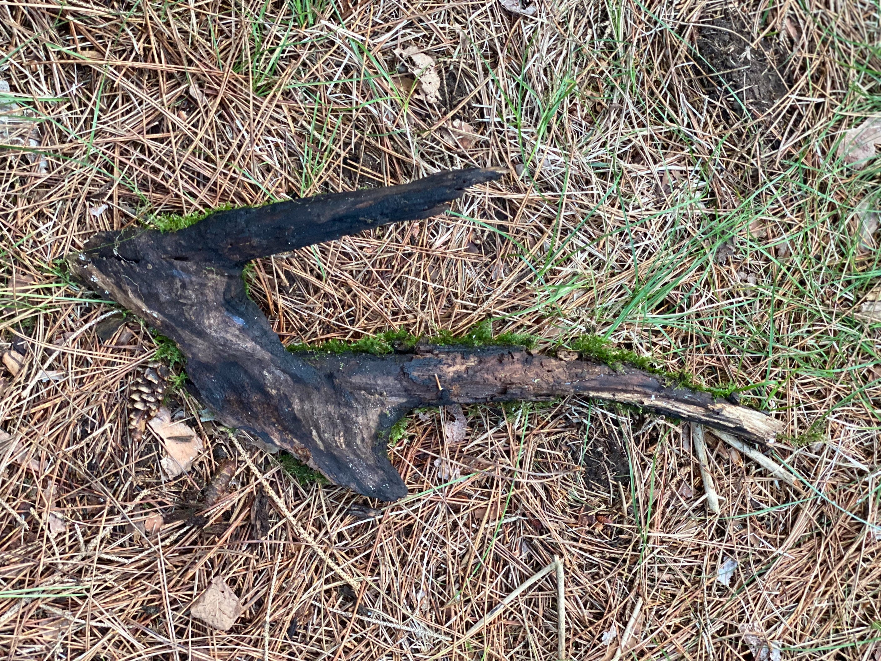 Moss Covered Log, Mossy Log, 18 Inches Long by 8 Inches Wide and 2 Inches High