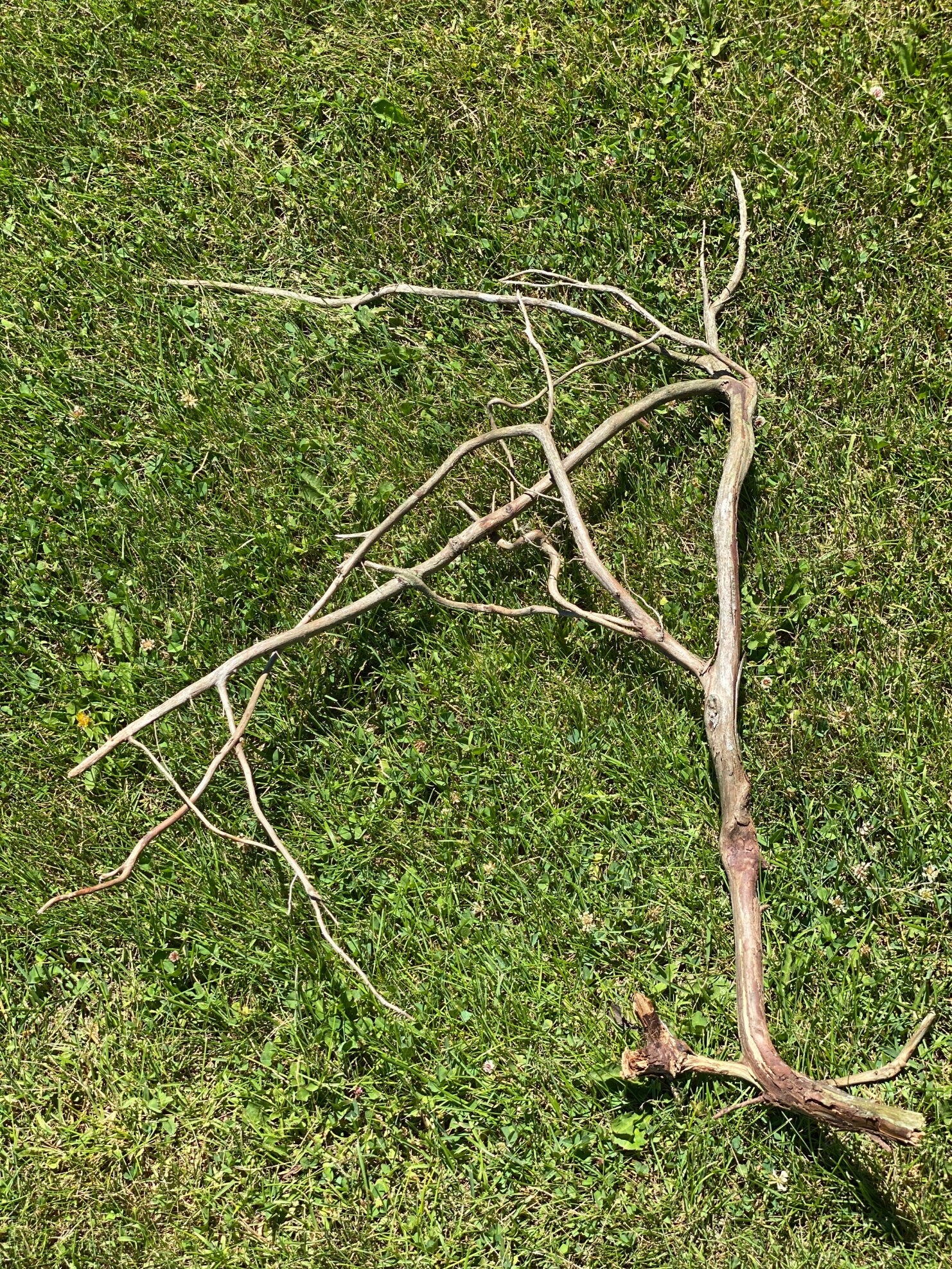 Natural Root, Roots from Ground, Frog Playground, Approximately 31 Inches Long x 23 Inches Wide x About 1 Inches High