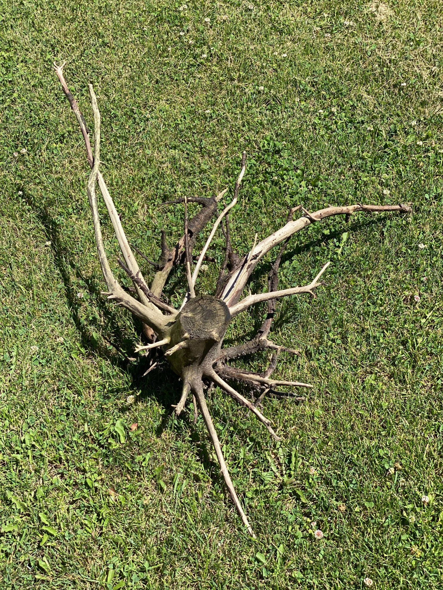 Spider Log, Approximately 29 Inches x 25 Inches x 9 Inches