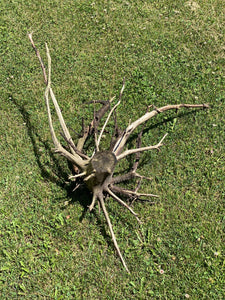 Spider Log, Approximately 29 Inches x 25 Inches x 9 Inches