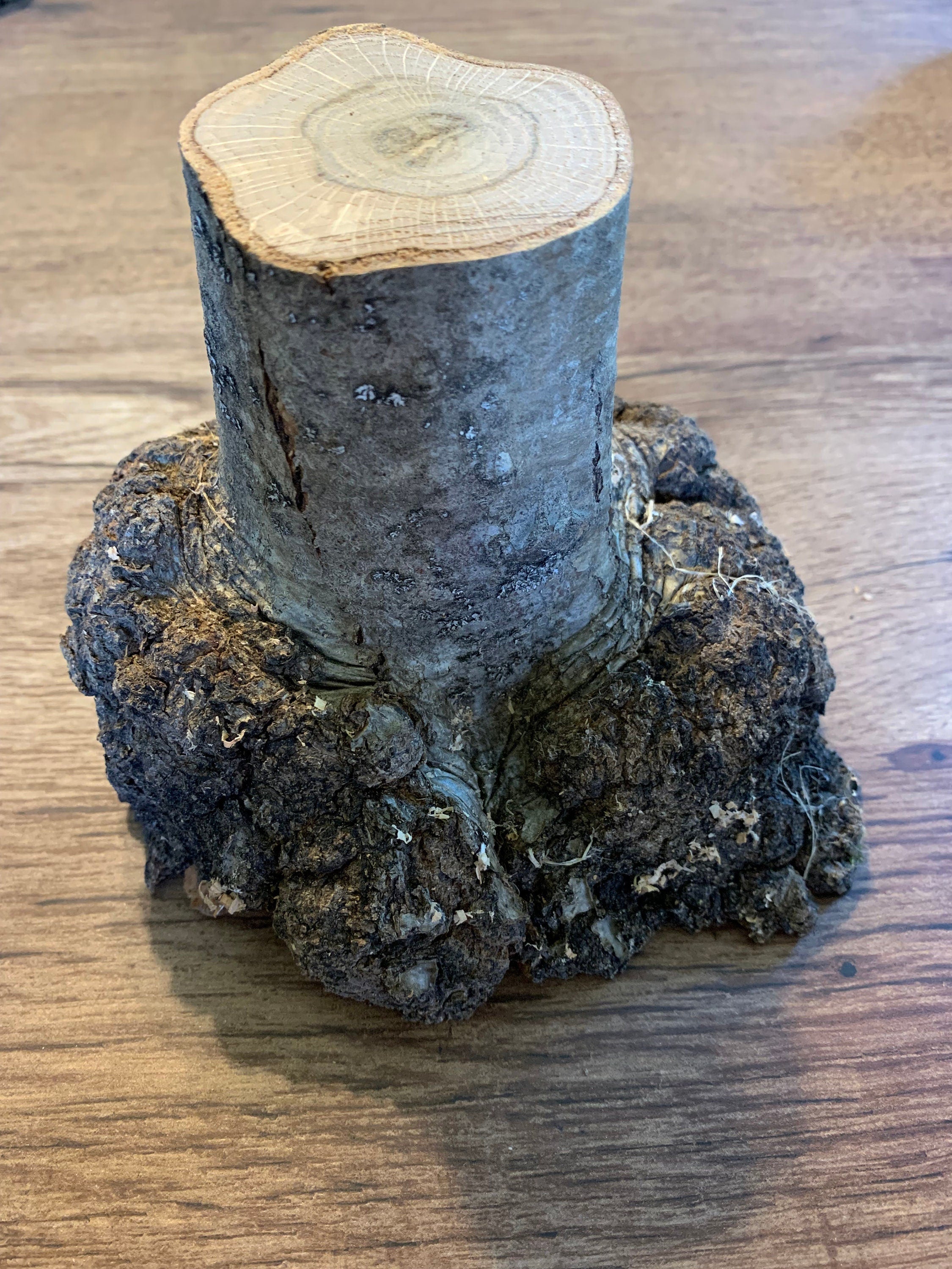 Burl, oak burl approximately 2 inches thick and about 6 inches diameter including the 3 inch branch solidly attached