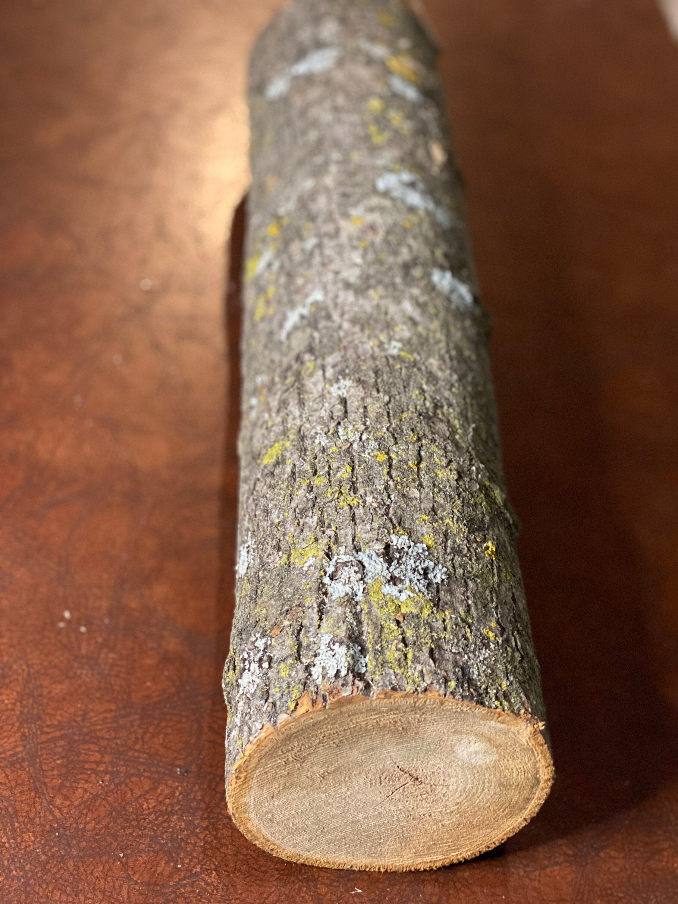 Basswood Log, One Count, About 20 Inches Long by 5 Inches Diameter