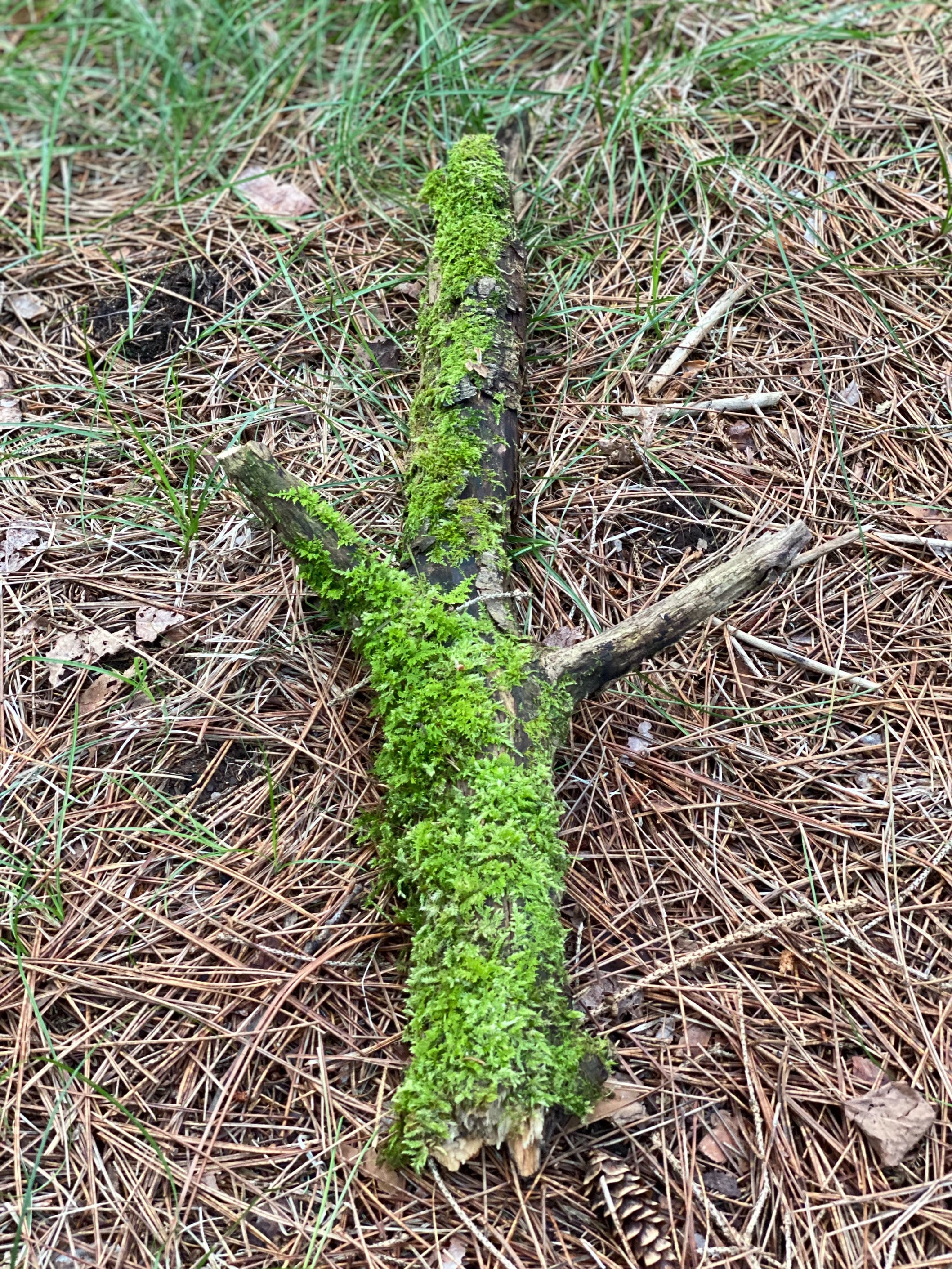 Moss Covered Log, Mossy Log, 19 Inches Long by 9 Inches Wide and 2 Inches High