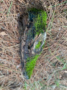 Moss Covered Log, Mossy Log, 12 Inches Long by 5 Inches Wide and 3 Inches High
