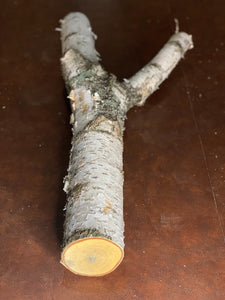 White Birch Y Shaped Log, About 31 Inches Long by 15 Inches Wide by 4 Inches Thick