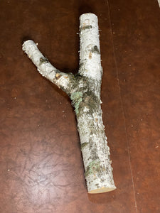 White Birch Y Shaped Log, About 31 Inches Long by 15 Inches Wide by 4 Inches Thick