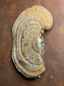 Polypore, Conk, Approximately 12 x 8 x 2.5 Inches in Size