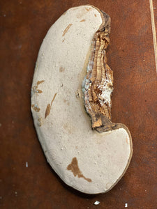 Polypore, Conk, Approximately 12 x 8 x 2.5 Inches in Size