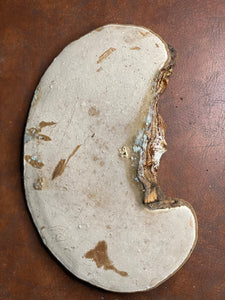 Polypore, Conk, Approximately 12 x 8 x 2.5 Inches in Size