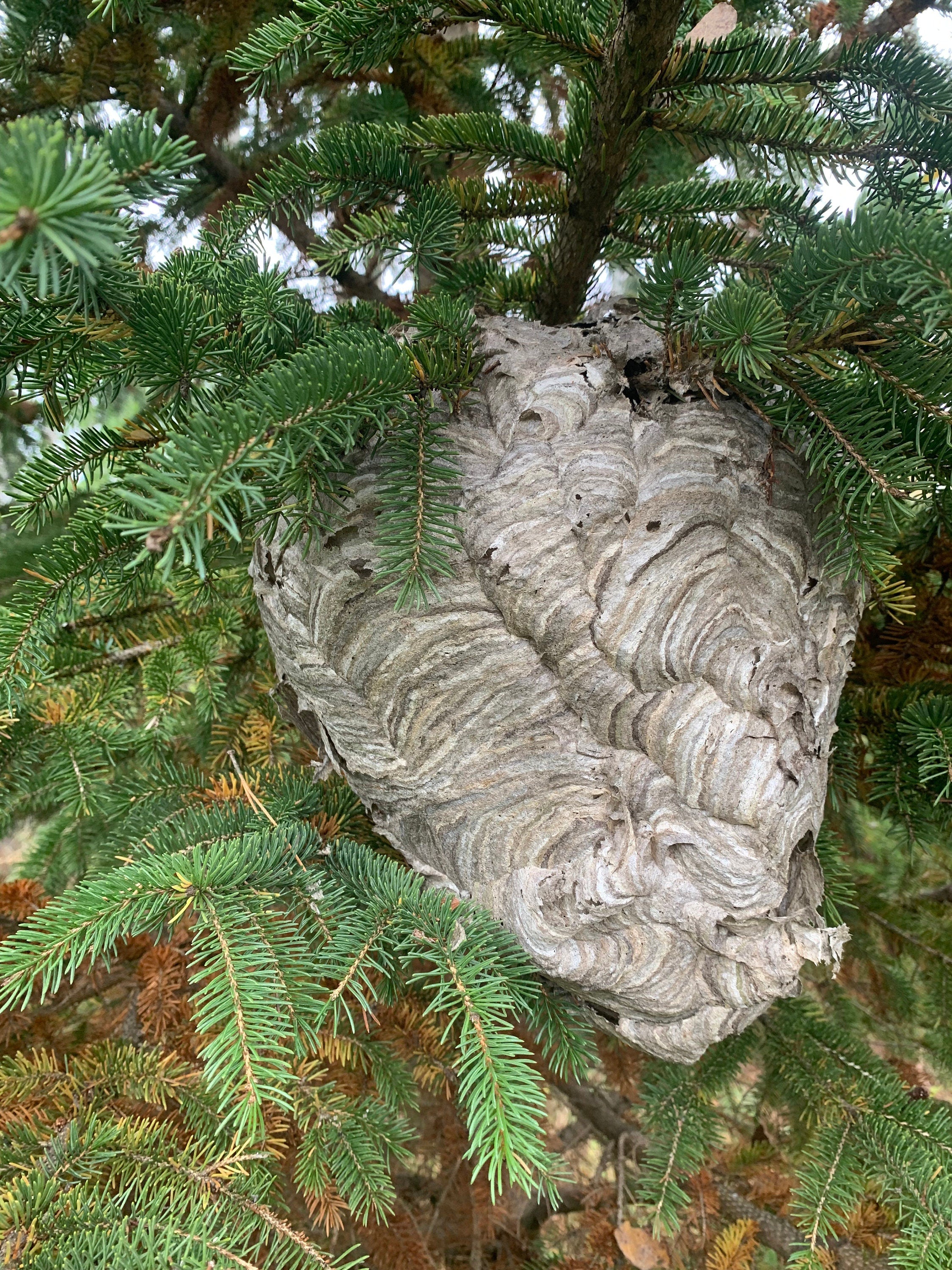 Paper Wasp Nest, Bees Nest, Wasp Nest