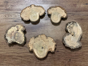 Five Oak Burl Slices, Up to Approximately 4 inches x 1/2 inch Thick