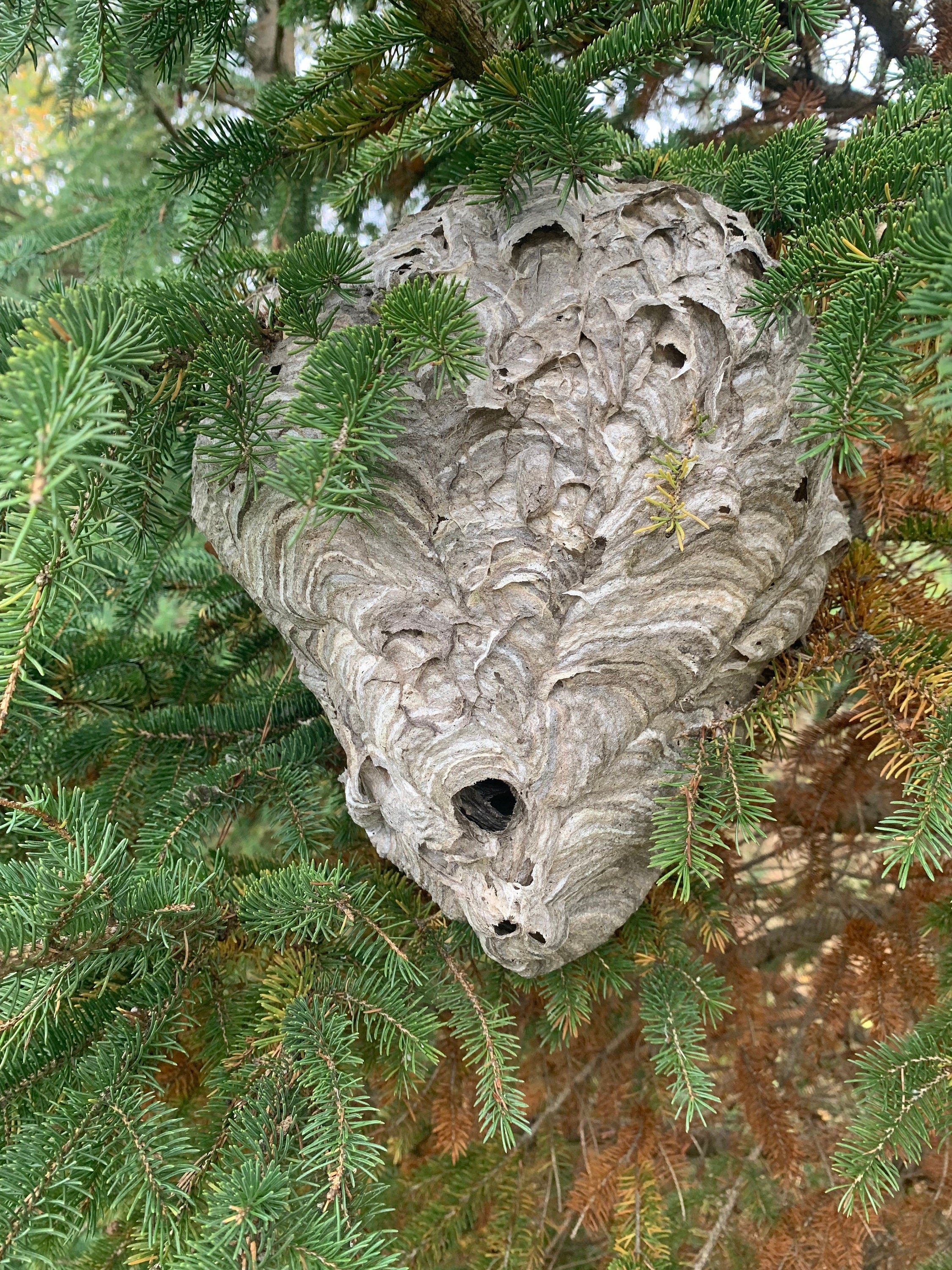 Paper Wasp Nest, Bees Nest, Wasp Nest