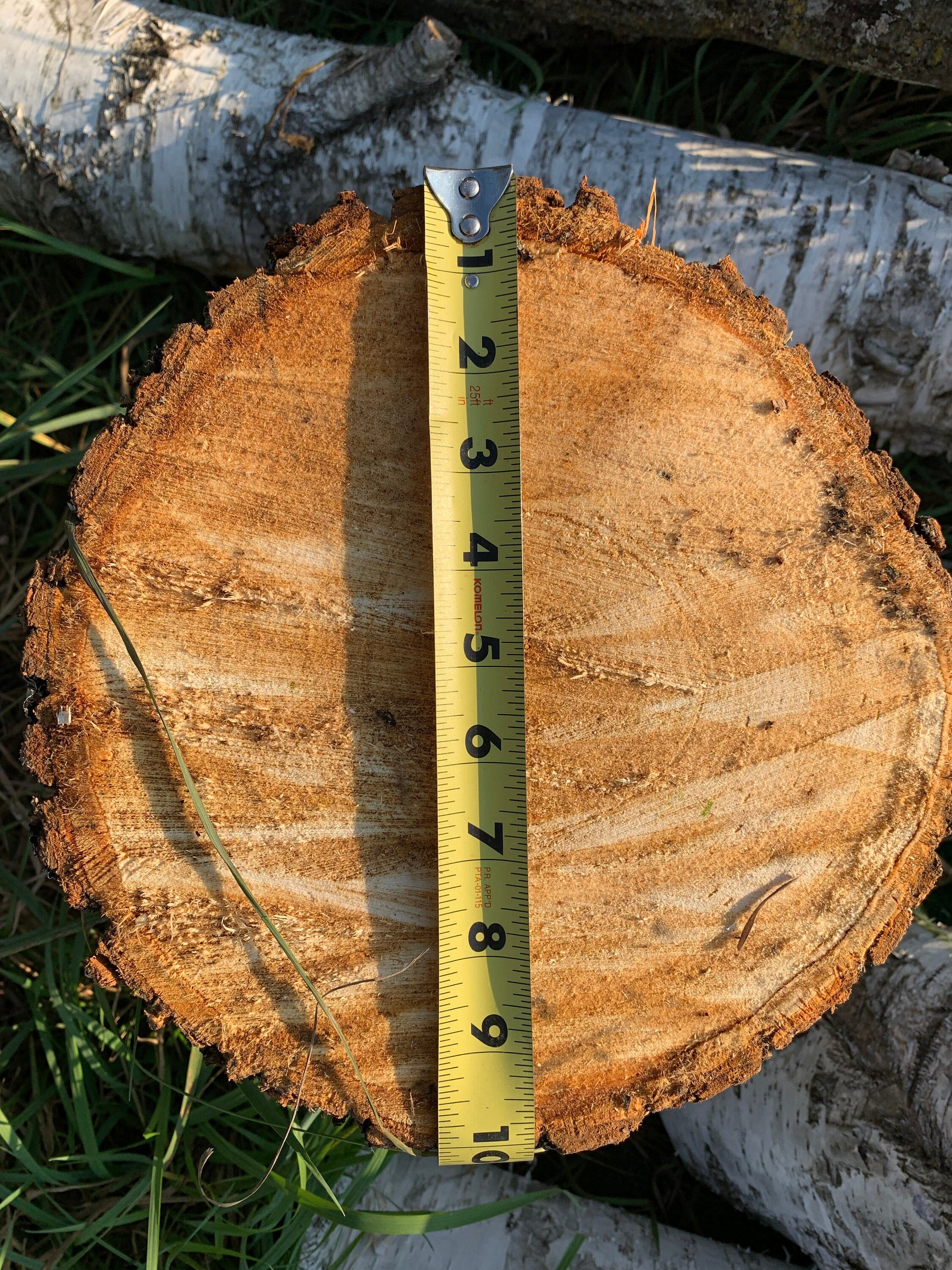 One Basswood Log, Approximately 12 Inches Long by 10 Inches Diameter