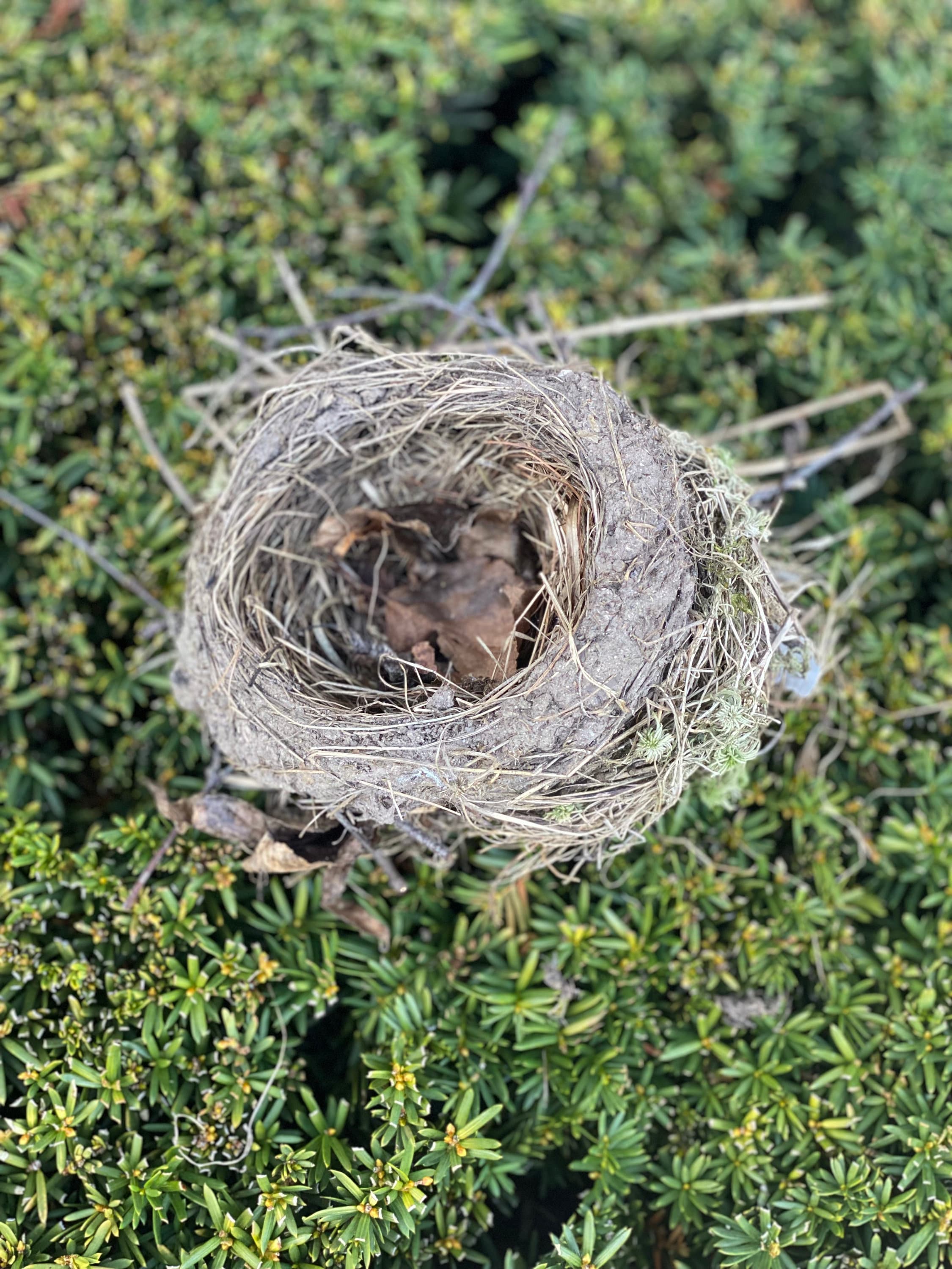 Well-Built Vacant Robins Nest, Softball Size 6 x 5 x 4 Inches