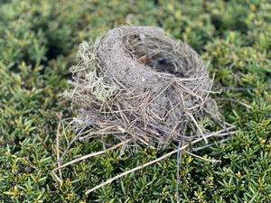 Well-Built Vacant Robins Nest, Softball Size 6 x 5 x 4 Inches