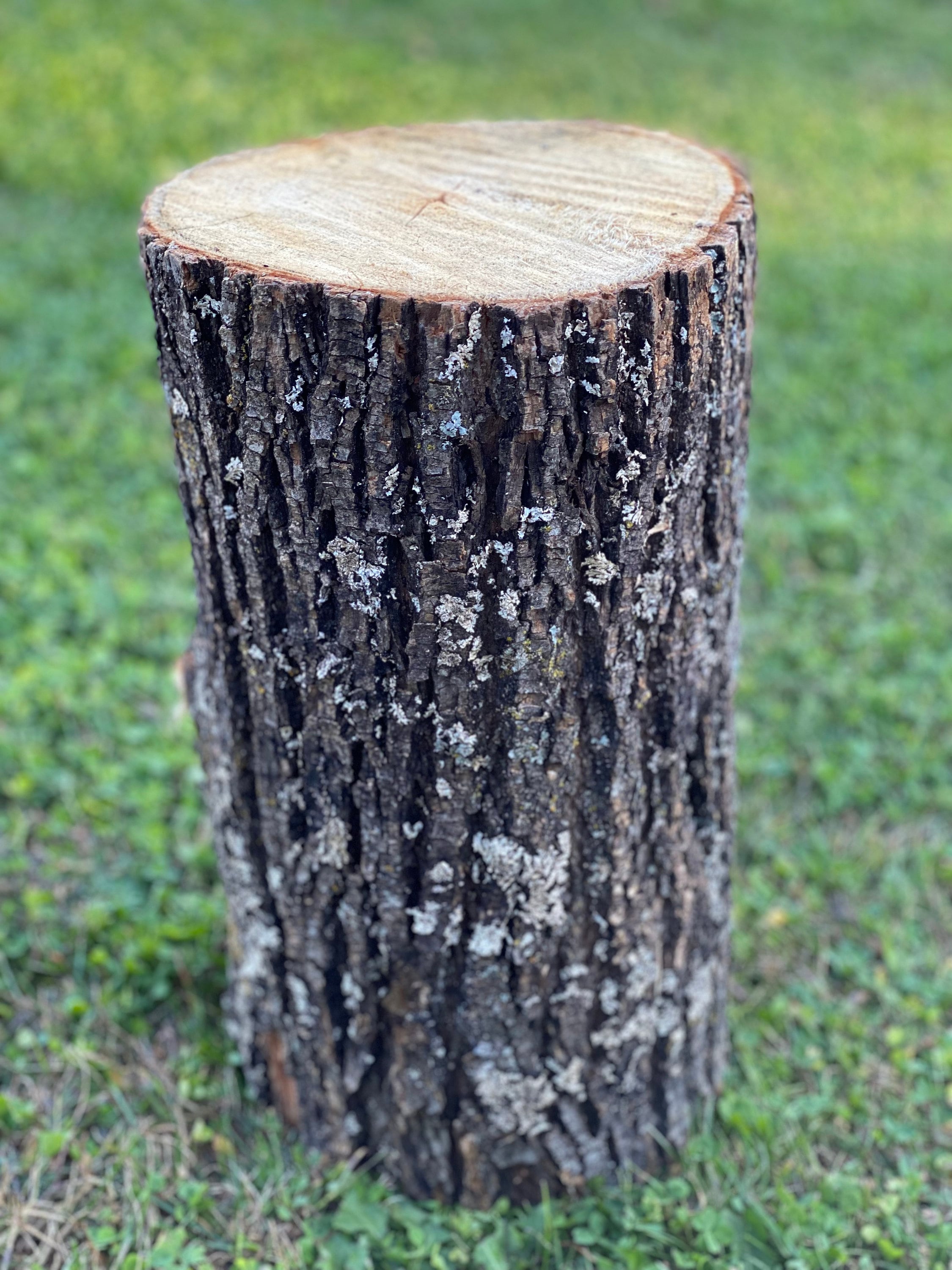Basswood Log, One Count, About 12 Inches Long by 8 Inches Diameter
