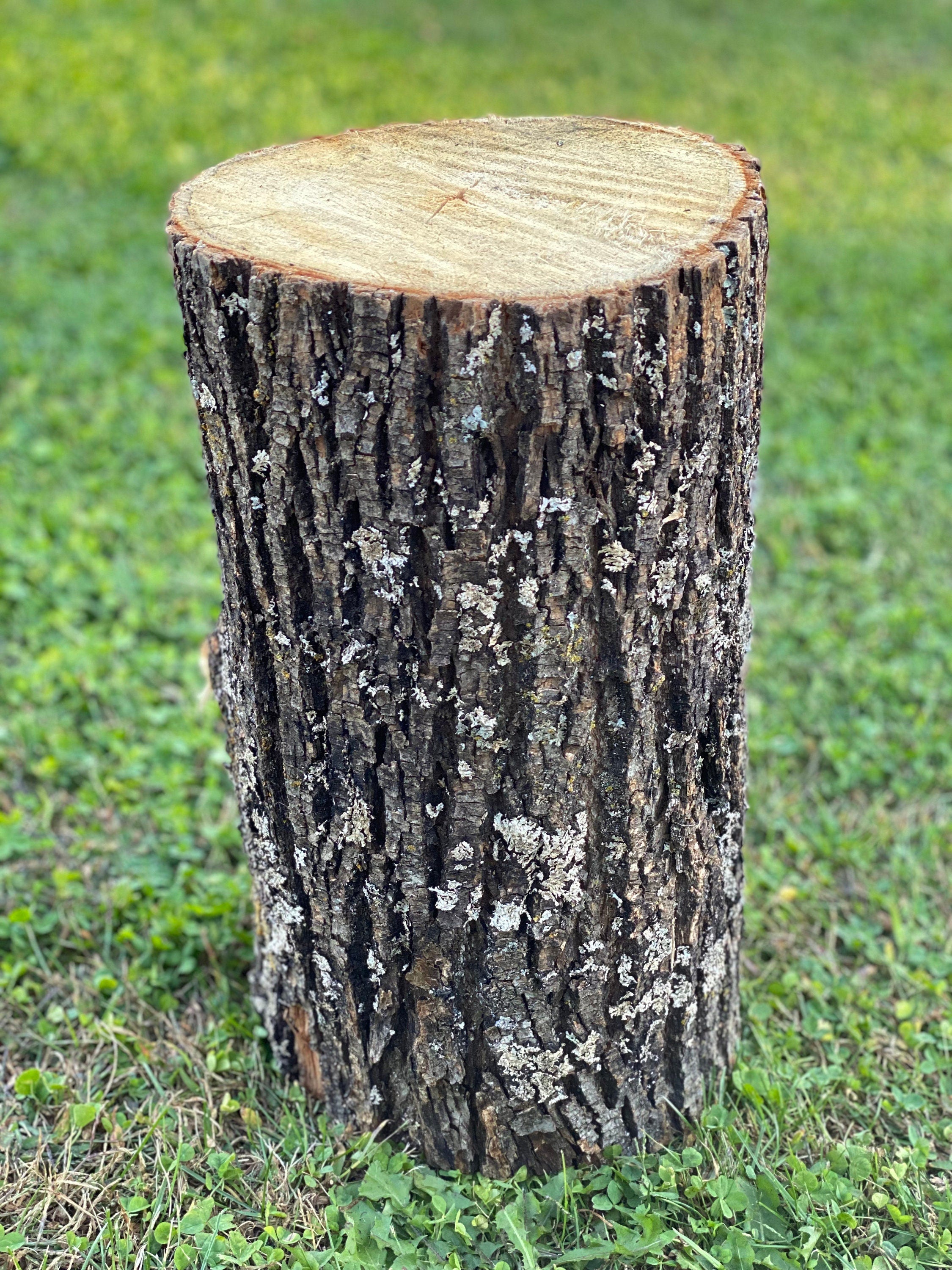 Basswood Log, One Count, About 12 Inches Long by 14 Inches Diameter