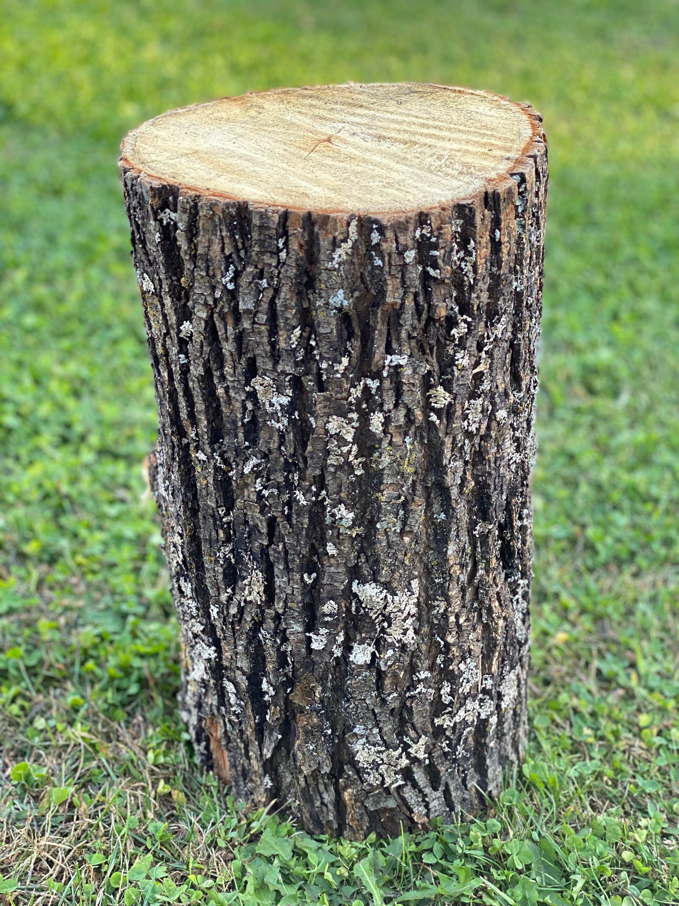 Basswood Log, One Count, About 12 Inches Long by 9 Inches Diameter