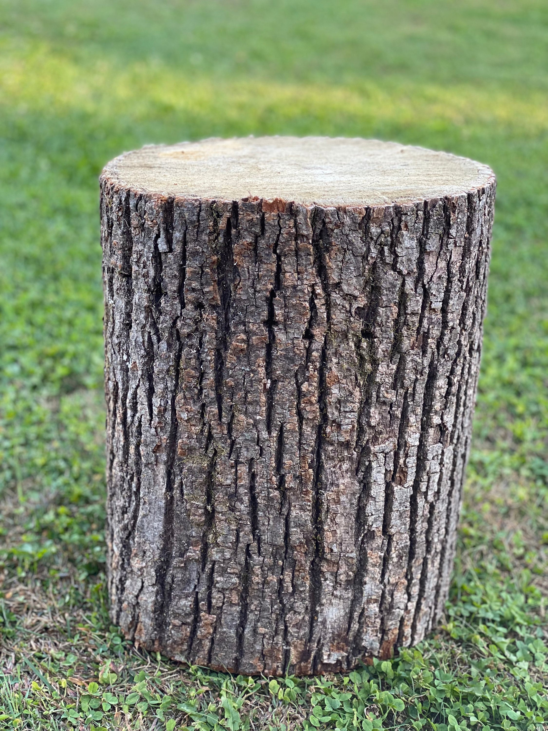 Basswood Log, One Count, About 14 Inches Long by 10 Inches Diameter