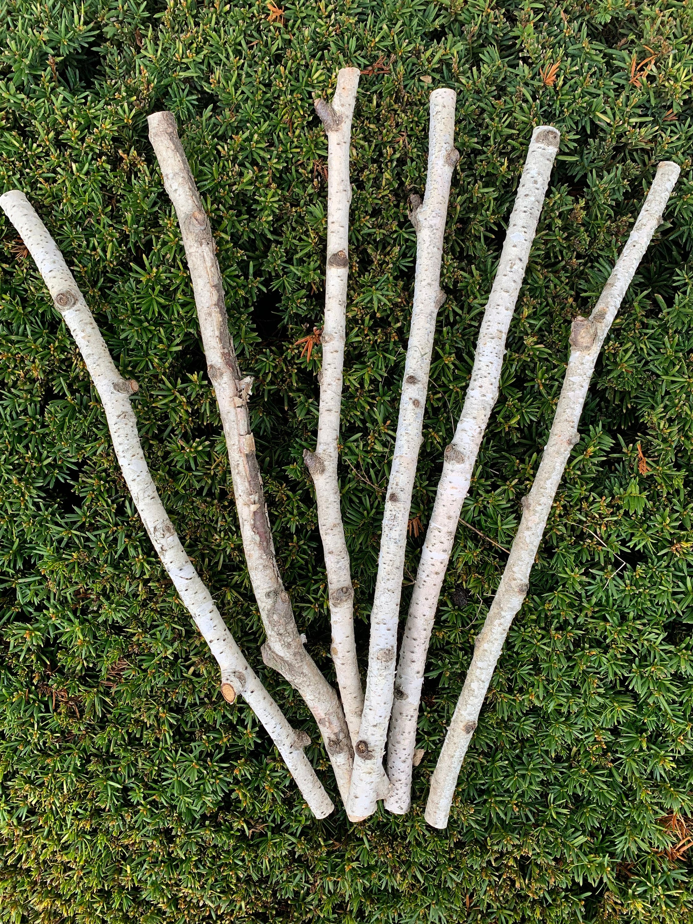 White Birch Branches, 6 count, 20 inches in length, 1/2 - 1 inch diameter