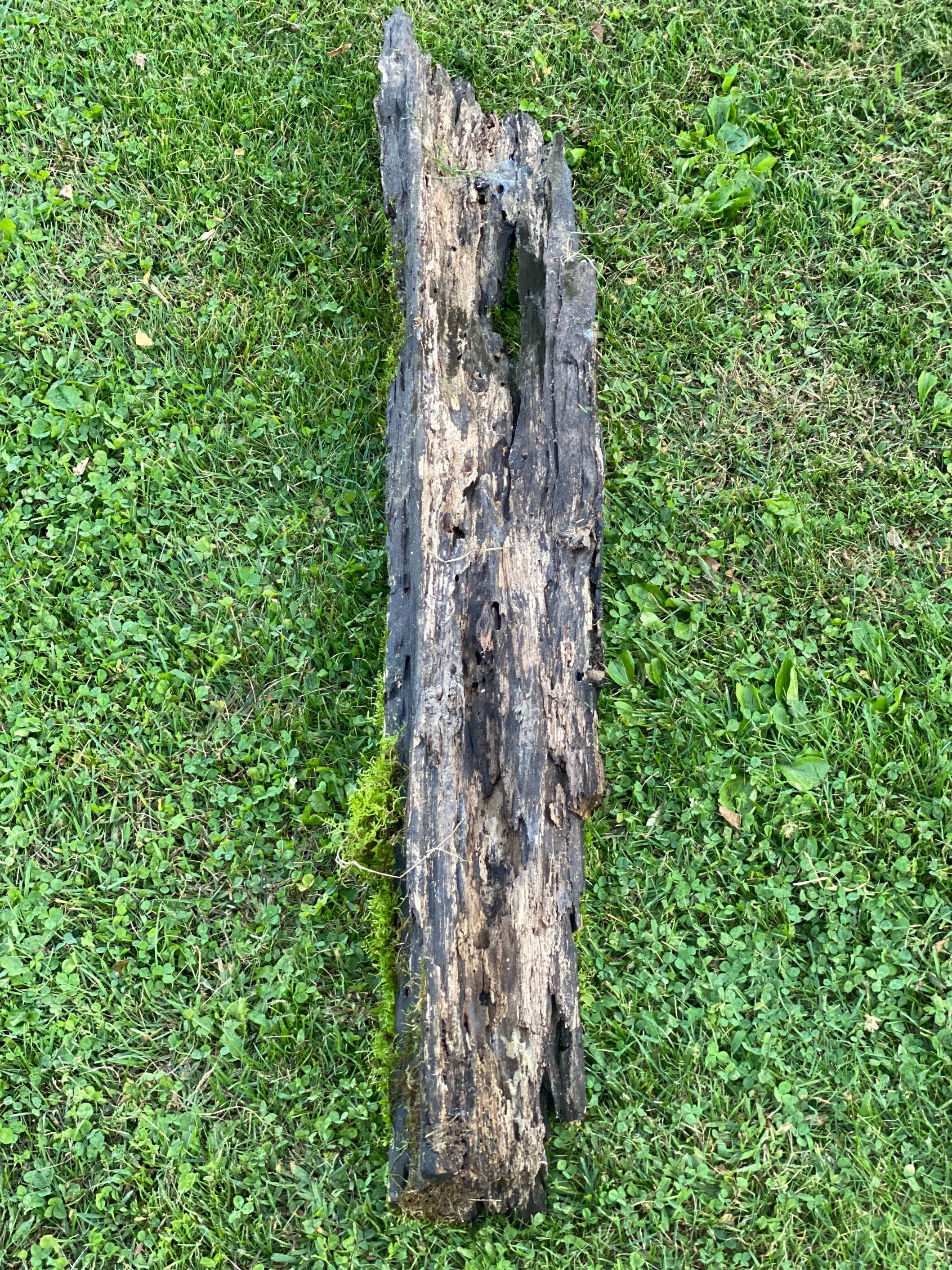 Moss Covered Log, Mossy Log, 49 Inches Long by 8 Inches Wide and 4 Inches High