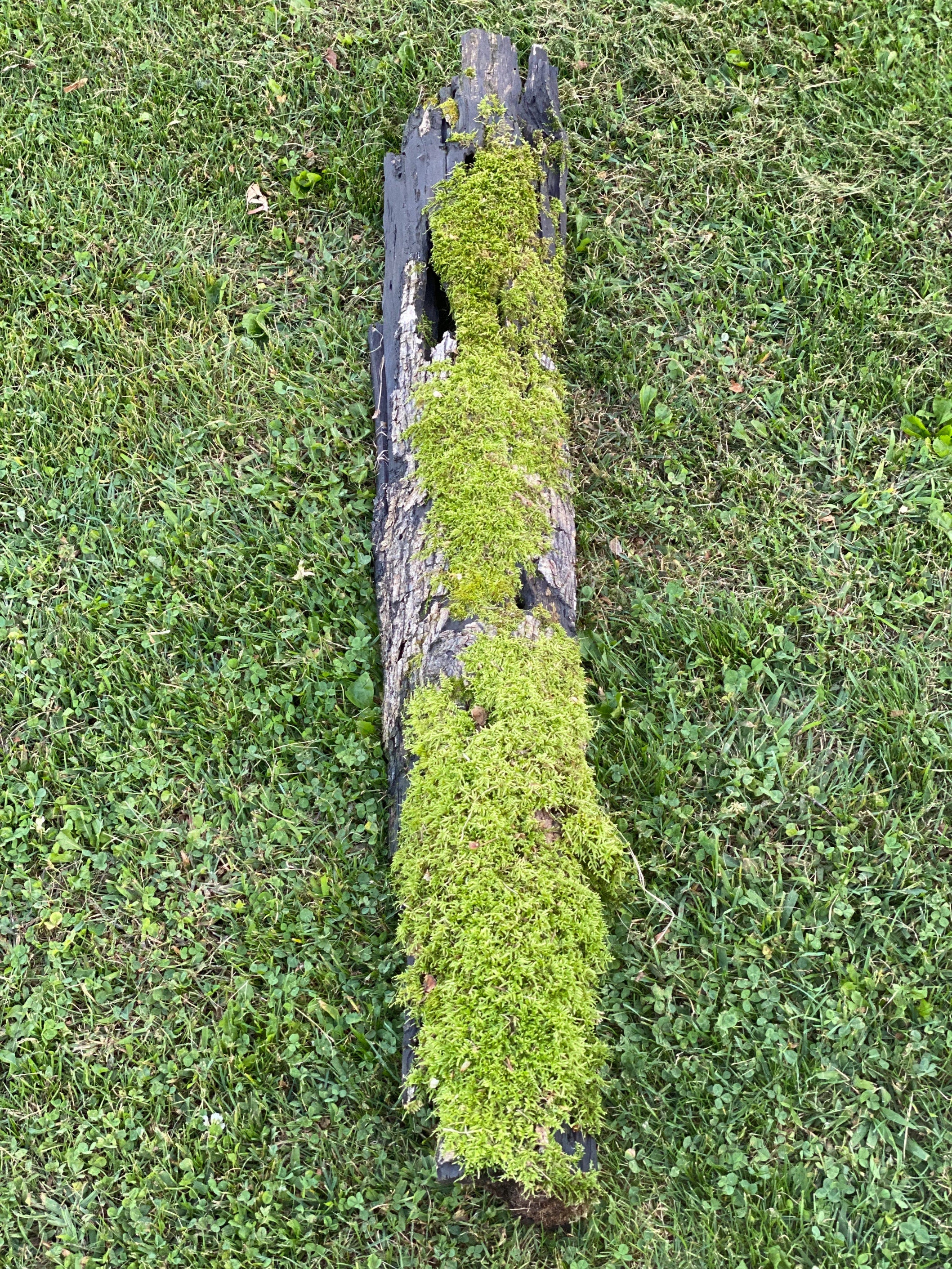 Moss Covered Log, Mossy Log, 49 Inches Long by 8 Inches Wide and 4 Inches High