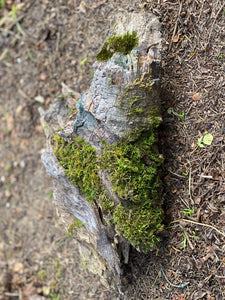 Mossy Log, Moss Log About 13 Inches x 7 Inches x 4 Inches