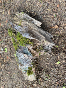 Mossy Log, Moss Log About 13 Inches x 7 Inches x 4 Inches