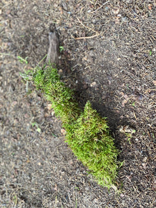 Live Moss Stick, Mossy Stick Approximately 14 Inches Long x 4 Inches Wide x About 2 Inches High