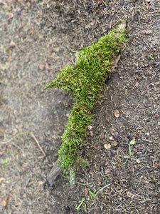 Live Moss Stick, Mossy Stick Approximately 14 Inches Long x 4 Inches Wide x About 2 Inches High