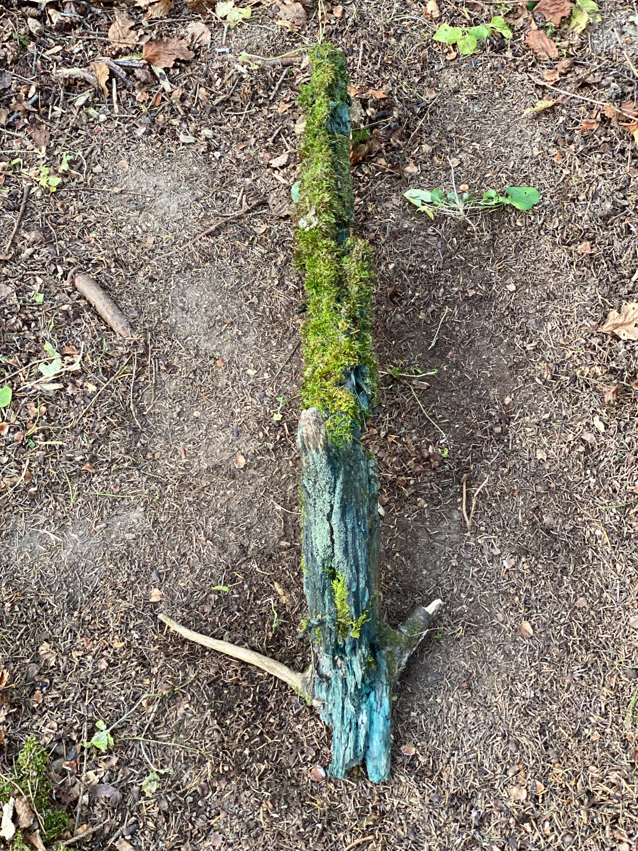 Live Moss on a Blue Colored Log, Mossy Log Approximately 31 Inches Long x 5 Inches Wide x About 3 Inches High
